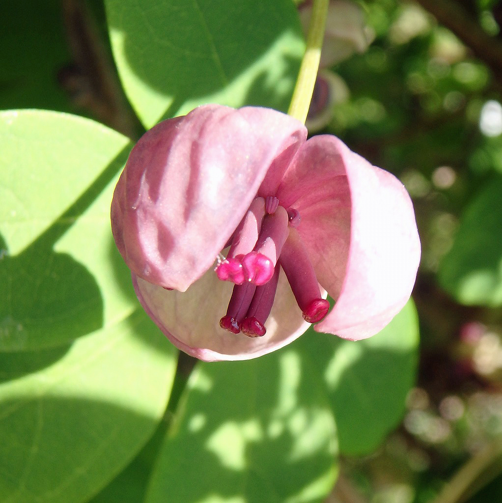 奥武蔵 顔振峠 越上山 の山の花々 18 4 10 Yamahanayamaの花日記