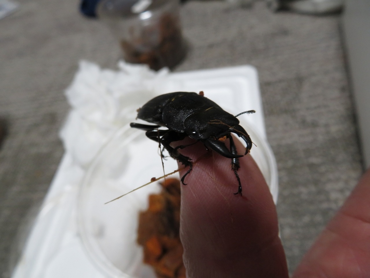 f:id:yamaheikoh:20201101195131j:plain f:id:yamaheikoh:20201101195131j:plain