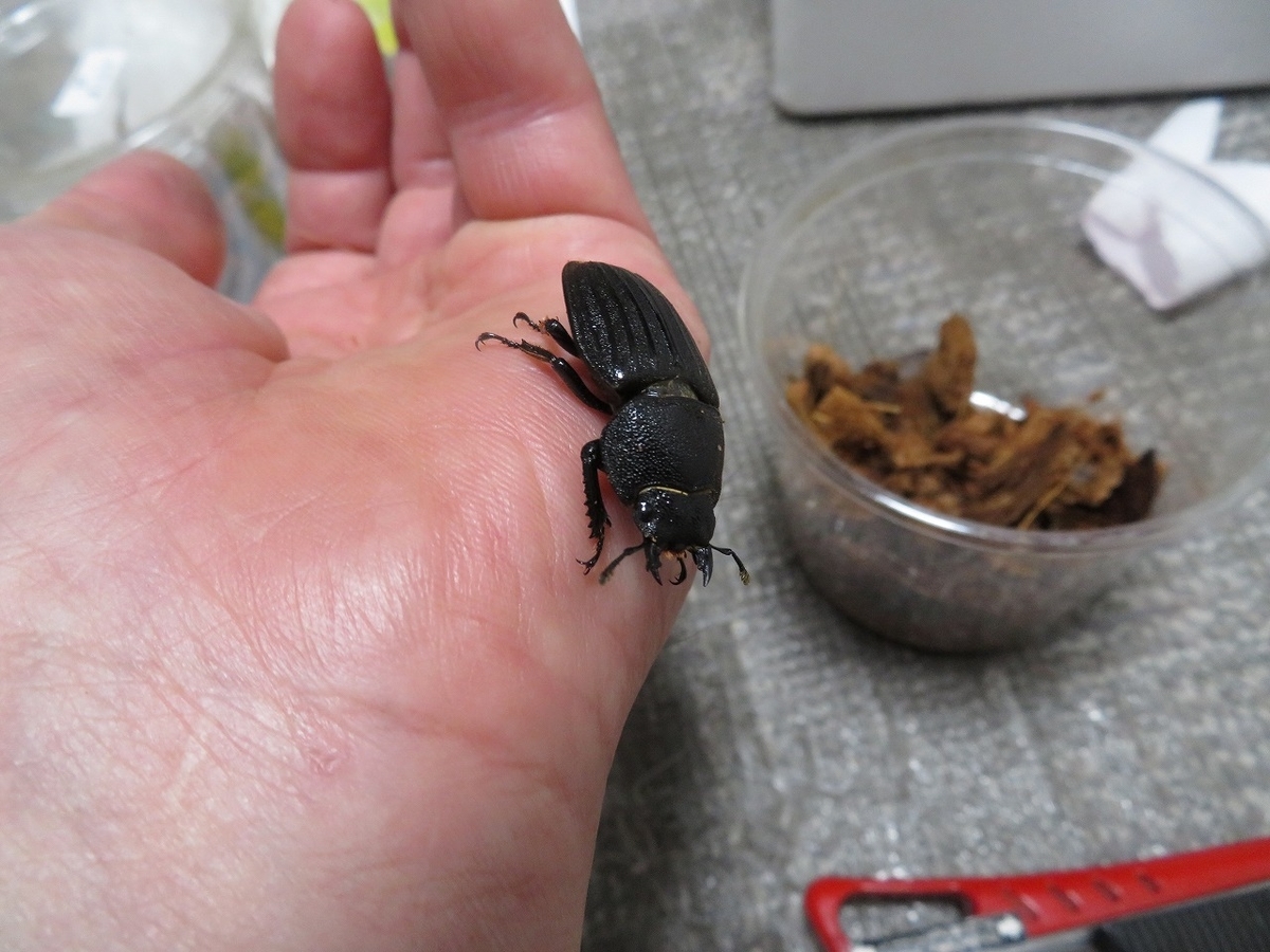 f:id:yamaheikoh:20201101195156j:plain f:id:yamaheikoh:20201101195156j:plain