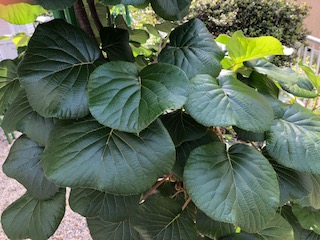 f:id:yamahiro0504:20180520120027j:plain f:id:yamahiro0504:20180520120027j:plain