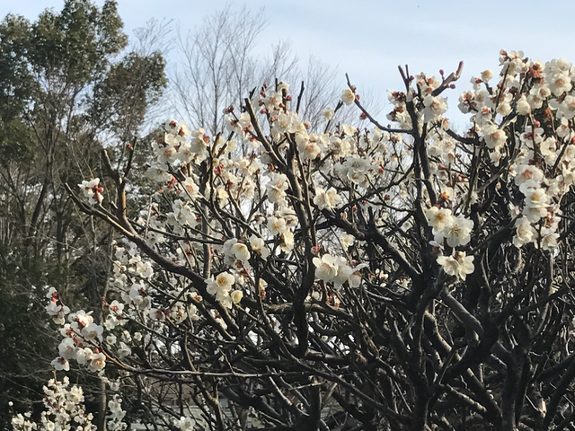 f:id:yamaimo0625:20170302212049p:plain