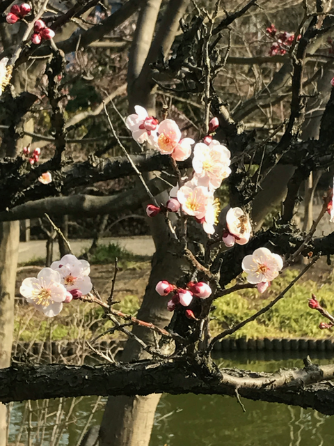 f:id:yamaimo0625:20170302212210p:plain