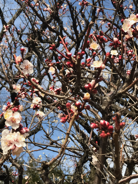 f:id:yamaimo0625:20170302212404p:plain