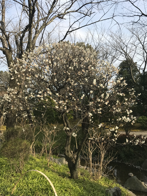 f:id:yamaimo0625:20170302212622p:plain