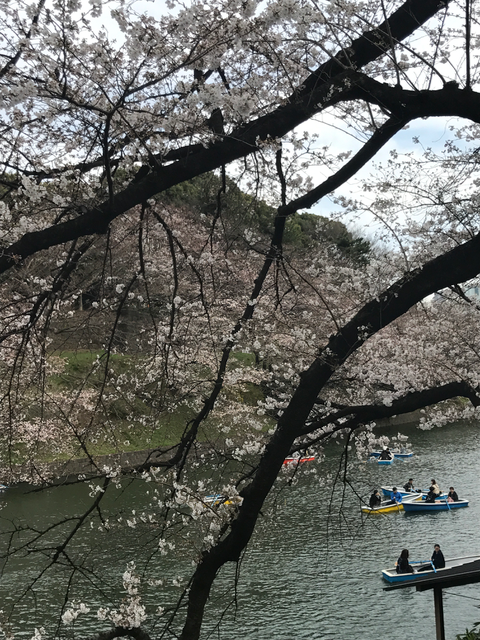 f:id:yamaimo0625:20180325194558p:plain