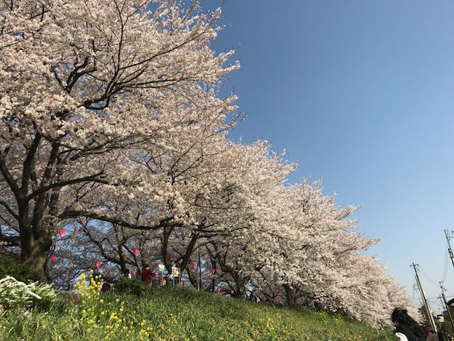 f:id:yamaimo0625:20180401192922p:plain