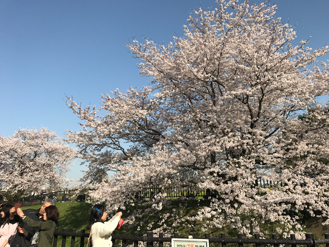 f:id:yamaimo0625:20180401193035p:plain