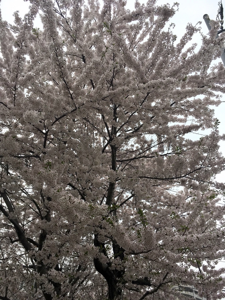 f:id:yamajillo:20180506223309j:plain f:id:yamajillo:20180506223309j:plain