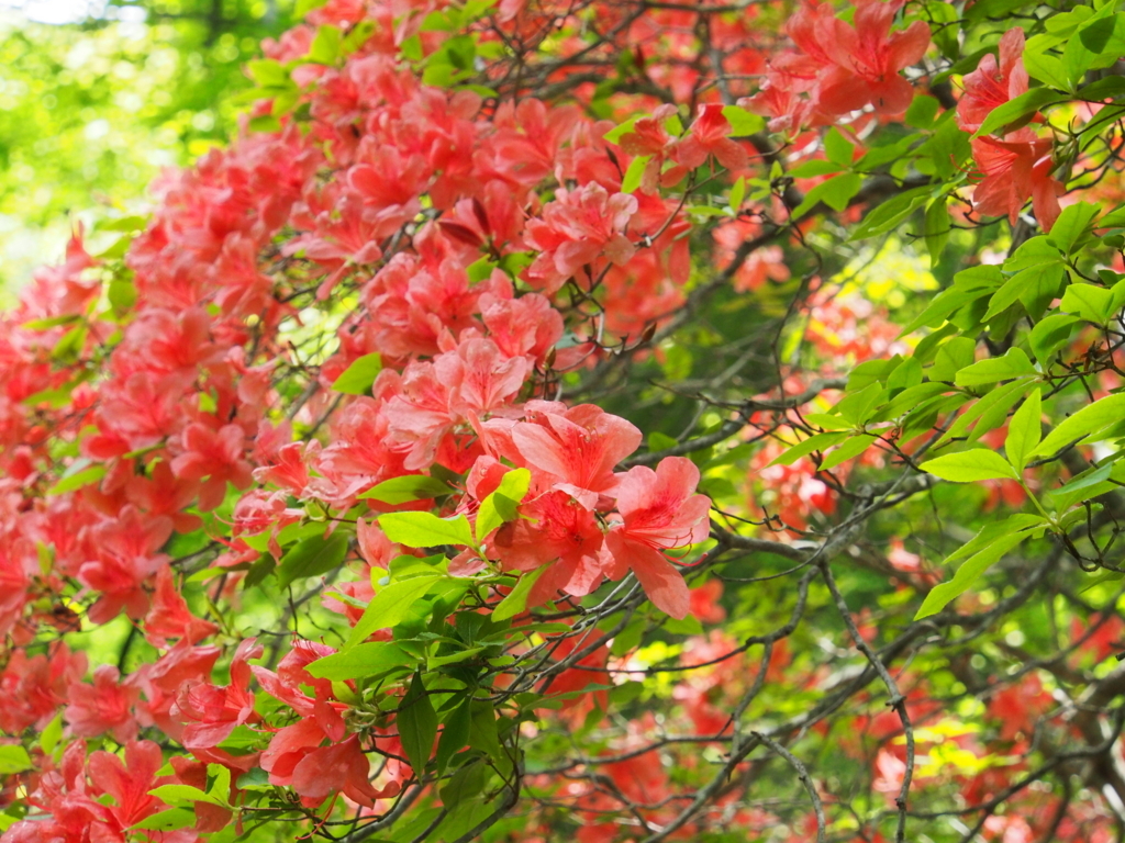 f:id:yamajoshi:20170624100212j:plain f:id:yamajoshi:20170624100212j:plain