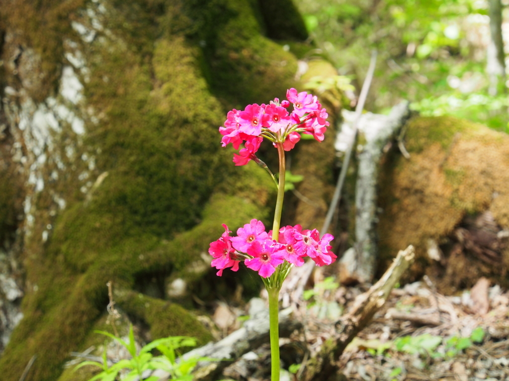 f:id:yamajoshi:20170624100245j:plain f:id:yamajoshi:20170624100245j:plain