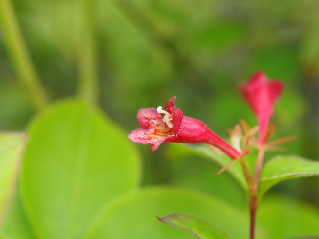 f:id:yamajoshi:20170625102359j:plain f:id:yamajoshi:20170625102359j:plain