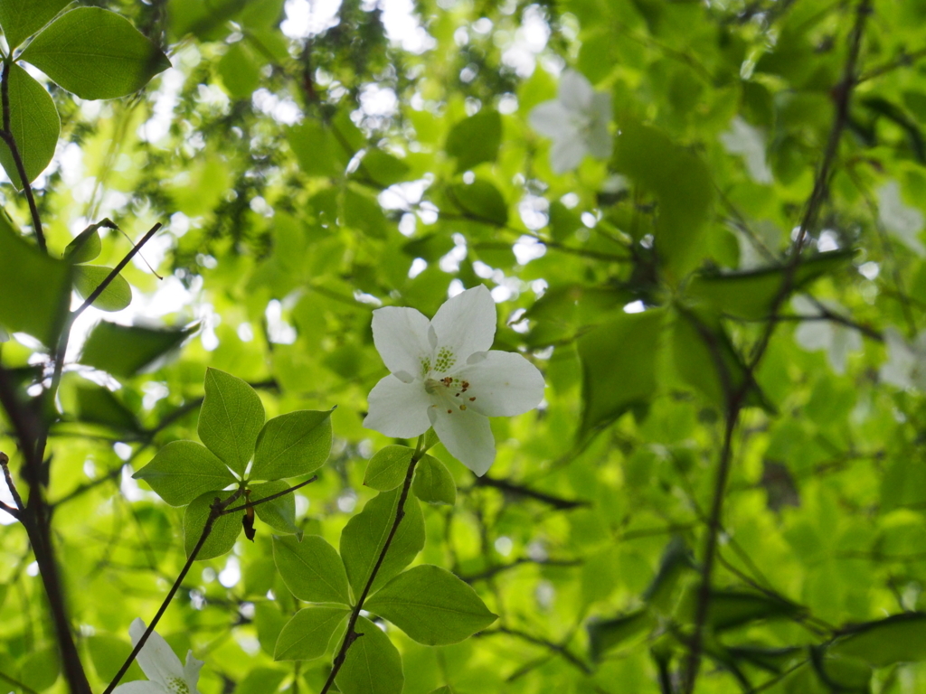 f:id:yamajoshi:20170625103955j:plain f:id:yamajoshi:20170625103955j:plain