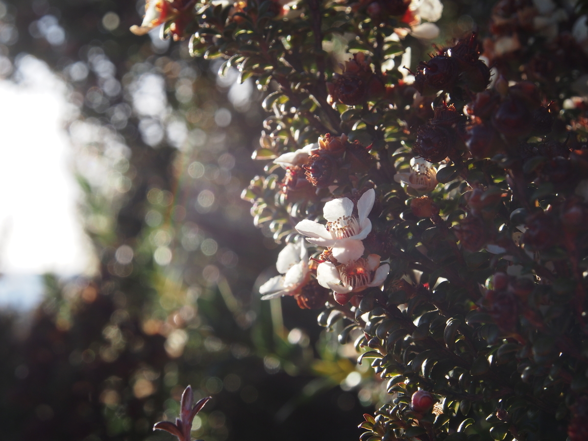 f:id:yamajoshi:20190318214426j:plain f:id:yamajoshi:20190318214426j:plain