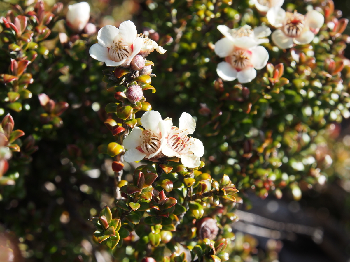 f:id:yamajoshi:20190320233329j:plain f:id:yamajoshi:20190320233329j:plain