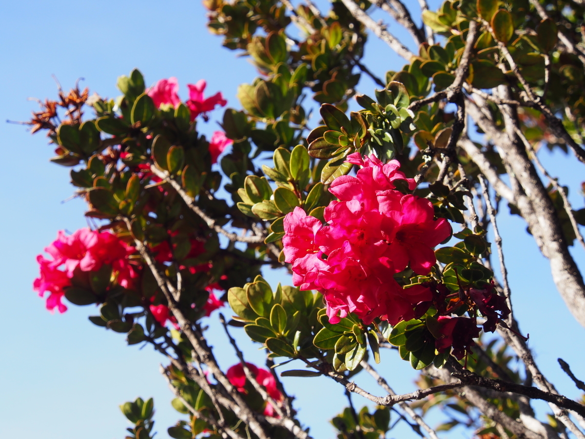 f:id:yamajoshi:20190321105211j:plain f:id:yamajoshi:20190321105211j:plain