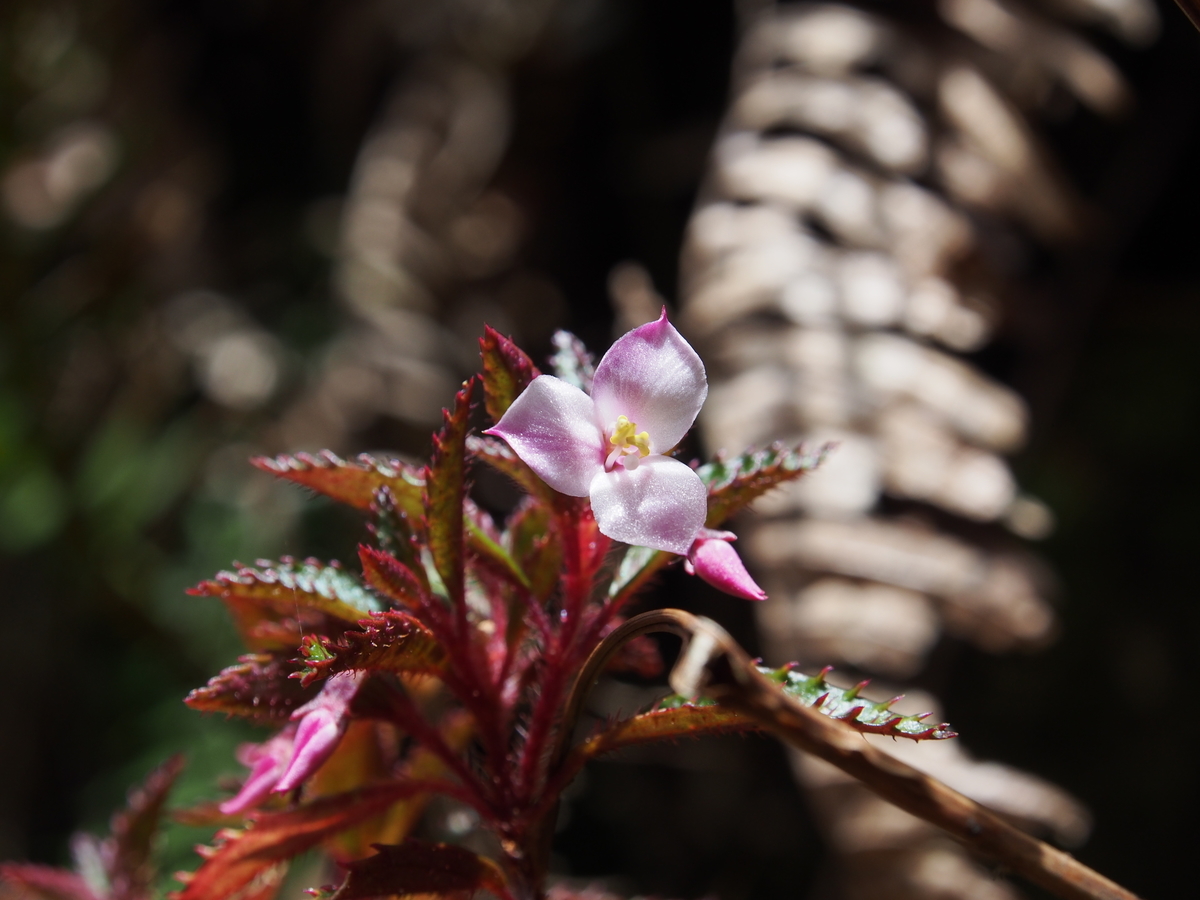 f:id:yamajoshi:20190321122300j:plain f:id:yamajoshi:20190321122300j:plain