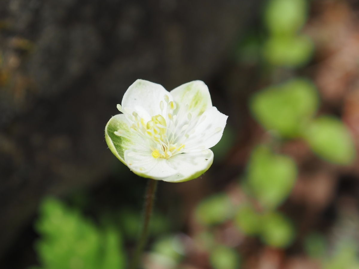 f:id:yamajoshi:20210426143453j:plain
