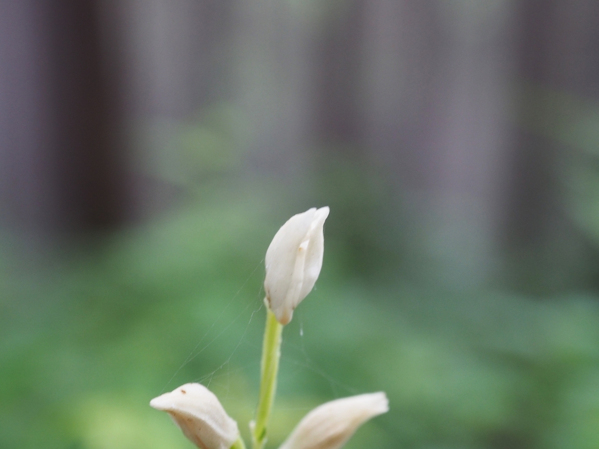 f:id:yamajoshi:20210527210007j:plain