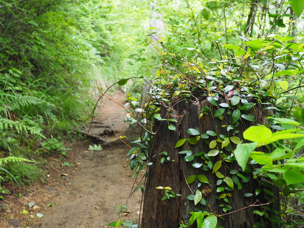 f:id:yamajoshi:20210527211036j:plain