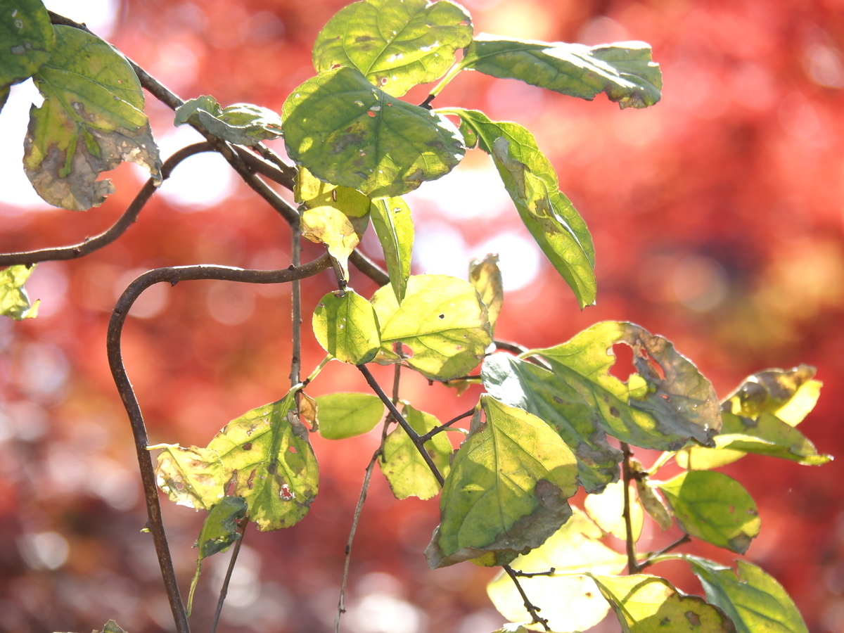 f:id:yamakan7:20201207134505j:plain