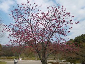 f:id:yamamayuga:20170314124641j:plain