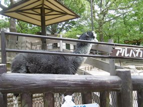 f:id:yamamayuga:20190711101148j:plain