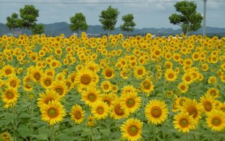 f:id:yamamayuga:20190716015148j:plain f:id:yamamayuga:20190716015148j:plain