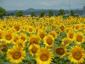 f:id:yamamayuga:20190716015200j:plain f:id:yamamayuga:20190716015200j:plain