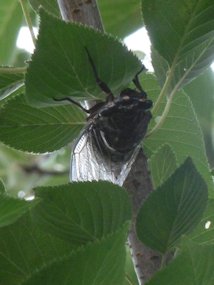 f:id:yamamayuga:20190725173443j:plain f:id:yamamayuga:20190725173443j:plain