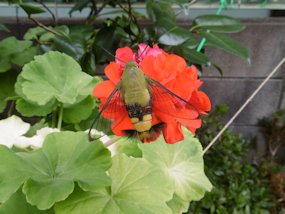 f:id:yamamayuga:20190820002632j:plain