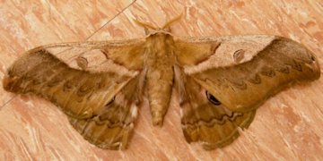 f:id:yamamayuga:20190926000557j:plain