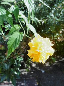 f:id:yamamayuga:20191122043256j:plain f:id:yamamayuga:20191122043256j:plain