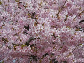 f:id:yamamayuga:20200302021926j:plain