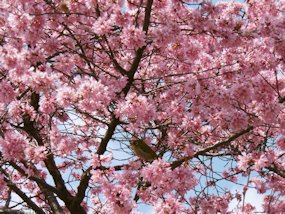 f:id:yamamayuga:20200302022002j:plain