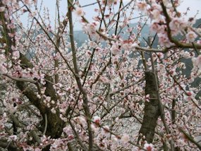 f:id:yamamayuga:20200310063858j:plain f:id:yamamayuga:20200310063858j:plain