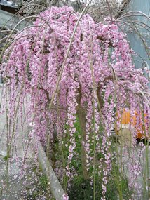 f:id:yamamayuga:20200310064005j:plain f:id:yamamayuga:20200310064005j:plain