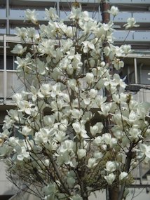 f:id:yamamayuga:20200313095752j:plain f:id:yamamayuga:20200313095752j:plain