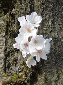 f:id:yamamayuga:20200324021445j:plain f:id:yamamayuga:20200324021445j:plain