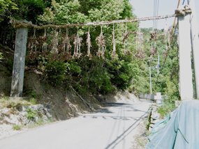 f:id:yamamayuga:20200501001156j:plain