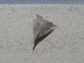 f:id:yamamayuga:20200526020002j:plain