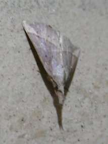 f:id:yamamayuga:20200526020016j:plain