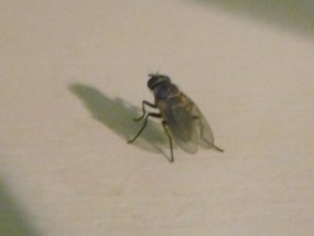 f:id:yamamayuga:20200526020030j:plain