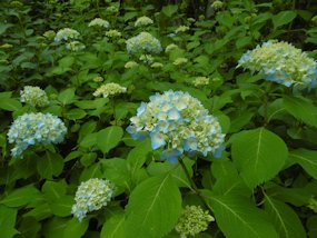 f:id:yamamayuga:20200601013325j:plain f:id:yamamayuga:20200601013325j:plain