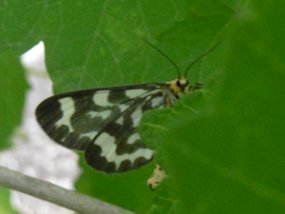 f:id:yamamayuga:20200603024652j:plain f:id:yamamayuga:20200603024652j:plain