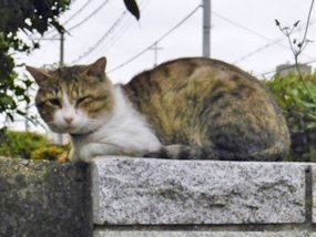 f:id:yamamayuga:20200603024804j:plain f:id:yamamayuga:20200603024804j:plain