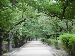 f:id:yamamayuga:20200609010521j:plain