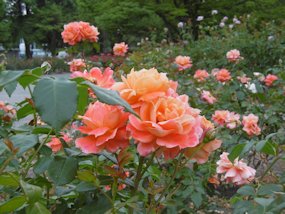 f:id:yamamayuga:20200609010650j:plain