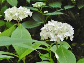 f:id:yamamayuga:20200613000941j:plain f:id:yamamayuga:20200613000941j:plain