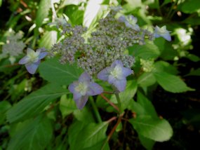 f:id:yamamayuga:20200613001113j:plain f:id:yamamayuga:20200613001113j:plain
