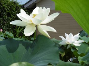 f:id:yamamayuga:20200720060926j:plain